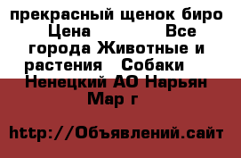 прекрасный щенок биро › Цена ­ 20 000 - Все города Животные и растения » Собаки   . Ненецкий АО,Нарьян-Мар г.